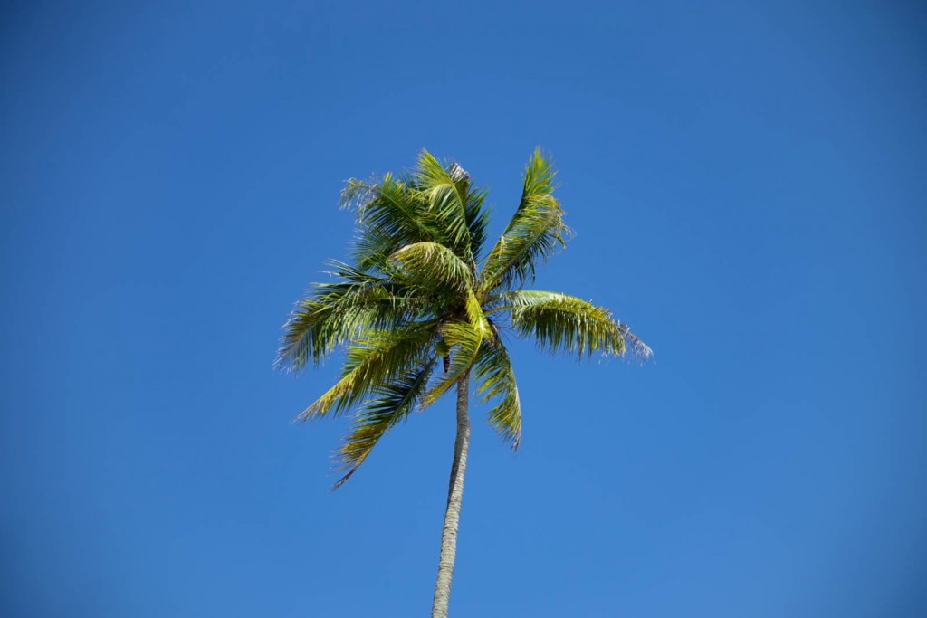 Palmenkrone Palmenkrone