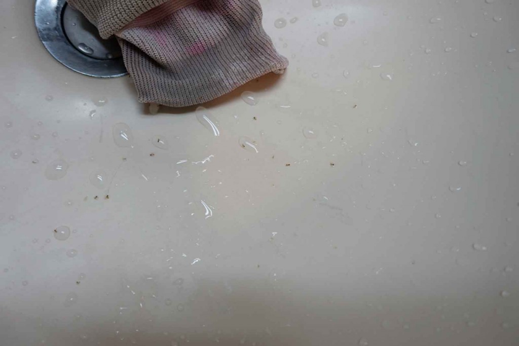 Ameisen in Handschuhen
