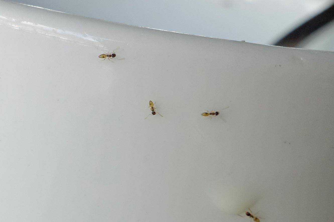 Ameisen-Nahaufnahme