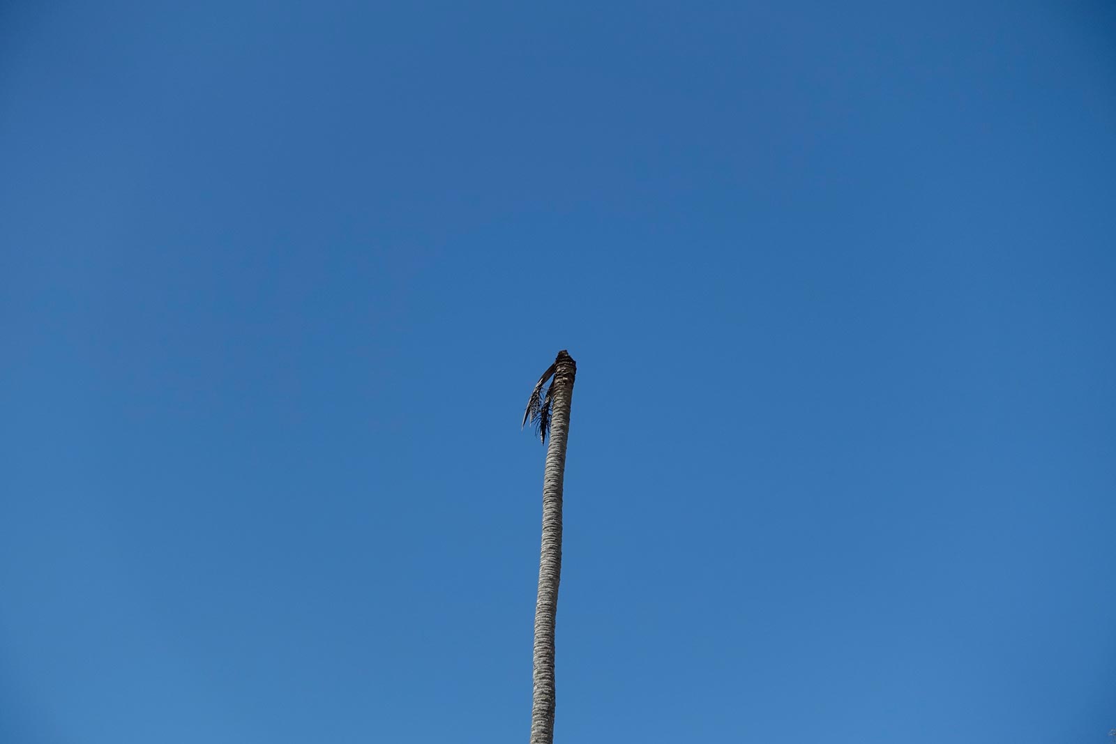 Verbrannte Palme Verbrannte Palme