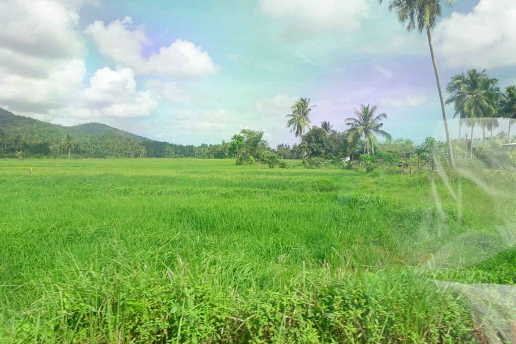 Reisfelder bei Kampung Padan Kemunting