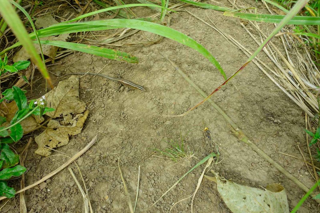 Gecko auf dem Wanderweg